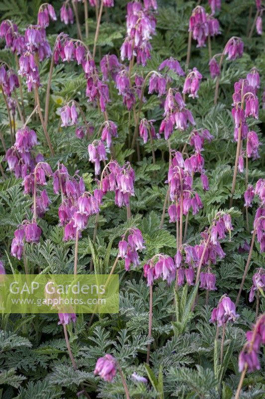 Dicentra 'Luxuriant'