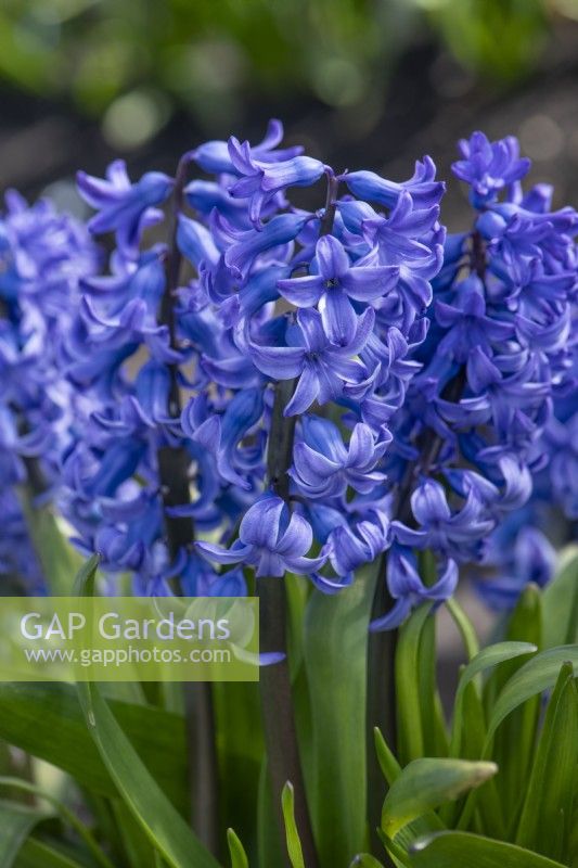 Hyacinthus orientalis 'Doctor Lieber'. A heritage variety dating from 1901. March