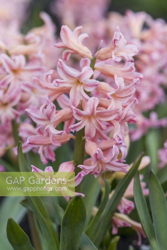 Hyacinthus orientalis 'Gypsy Queen'. Closeup of a heritage hyacinth 
variety dating from 1927. March