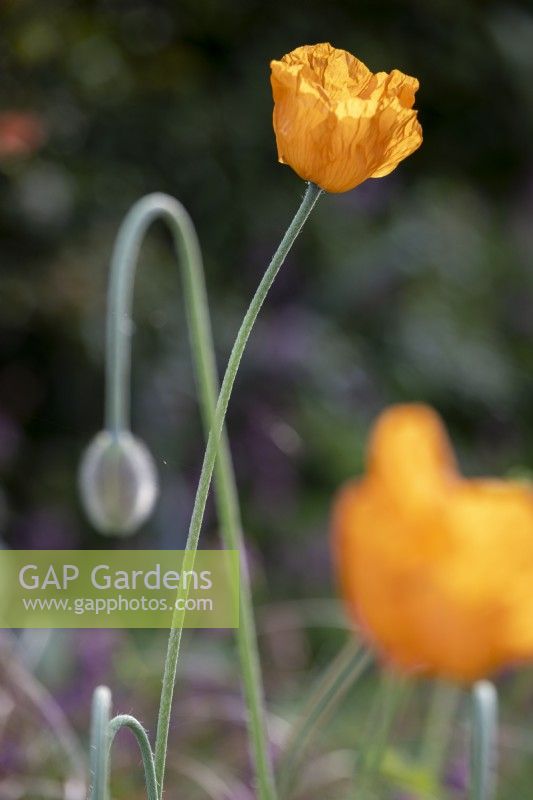 Meconopsis cambrica, Welsh Poppy