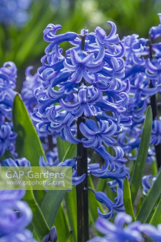 Hyacinthus orientalis 'Grande Maitre'. Closeup of a heritage hyacinth variety dating from 1873. March