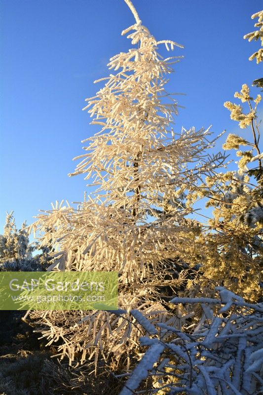 Hard rime covered larch.