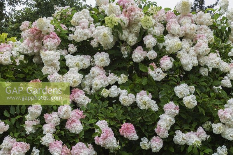 Hydrangea paniculata 'Grandiflora' - PeeGee Hydrangea in summer.