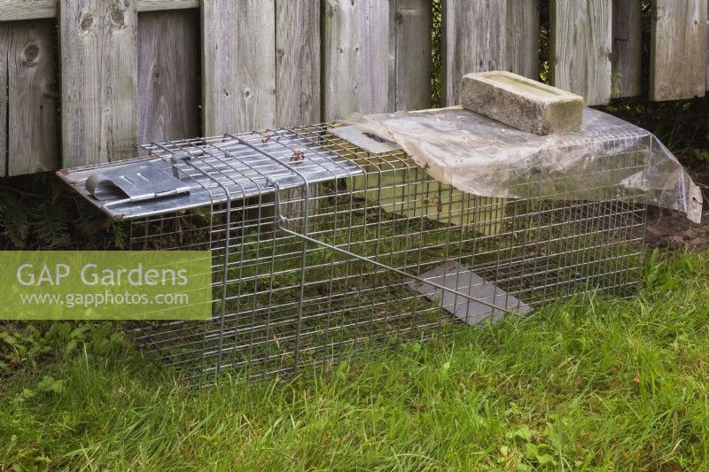 Humane live animal steel wire cage trap in backyard garden in summer.