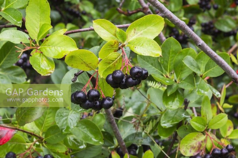 Aronia melanocarpa - Black Chokeberry in summer.