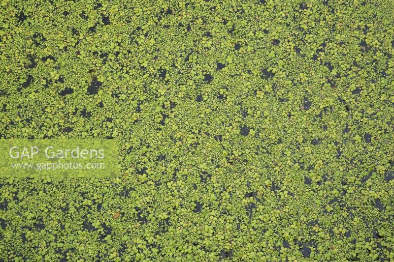 Lemna minor - Common Duckweed on pond surface in summer.