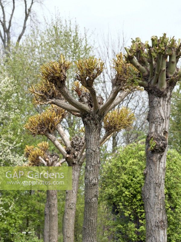 Pruned of Salix babylonica, spring May