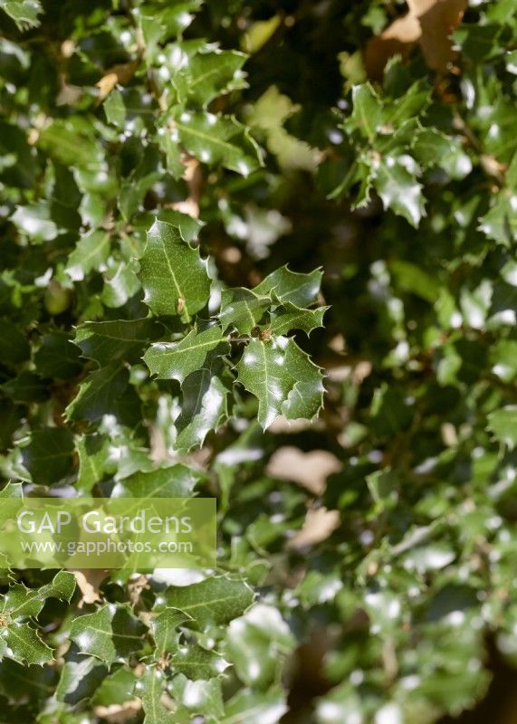 Quercus coccifera, spring April