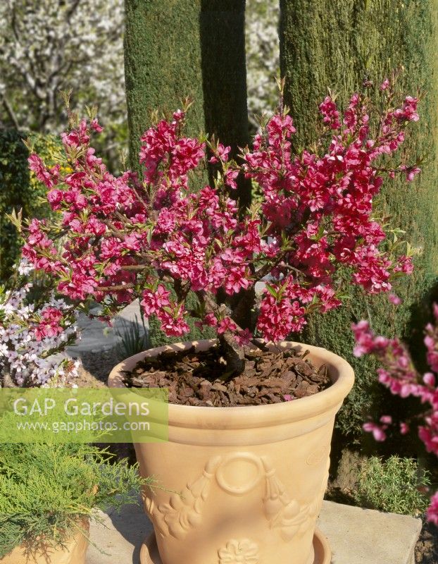 Prunus persica var. nucipersica Garden Beauty in pot, spring March