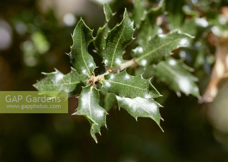 Quercus coccifera, spring April