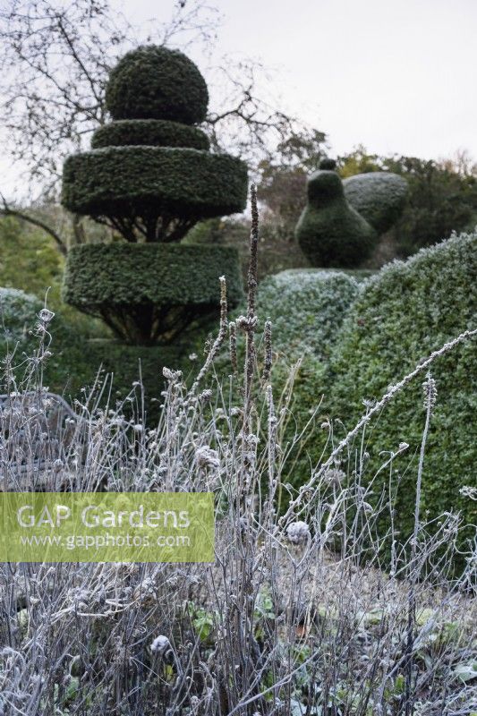 Dead herbaceous material catching winter frost amongst clipped evergreens at Balmoral Cottage, Kent in December