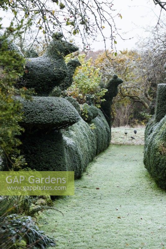 Hedges of box and yew with topiary birds framing grassy paths at Balmoral Cottage in December