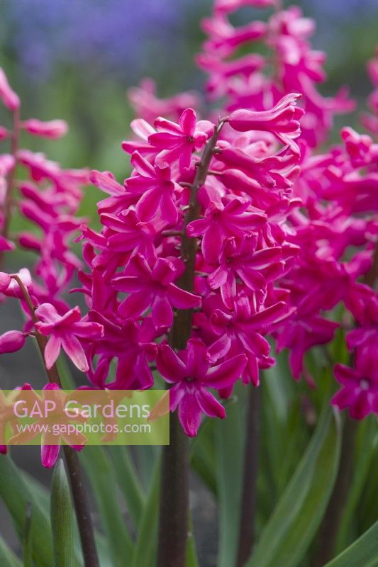 Hyacinthus orientalis 'Firedome'. Closeup of heritage hyacinth variety dating from 1842. March