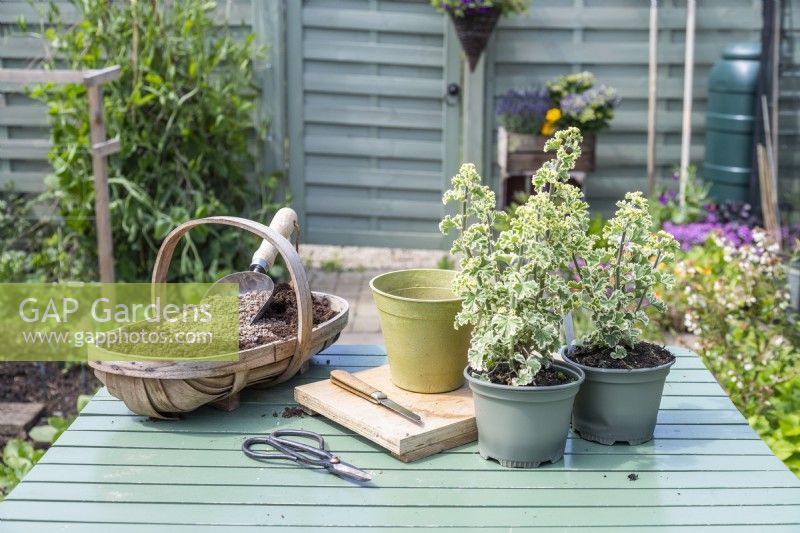 Pelargonium crispum variegatum, trug of compost and grit, pot, knife and scissors laid out on table