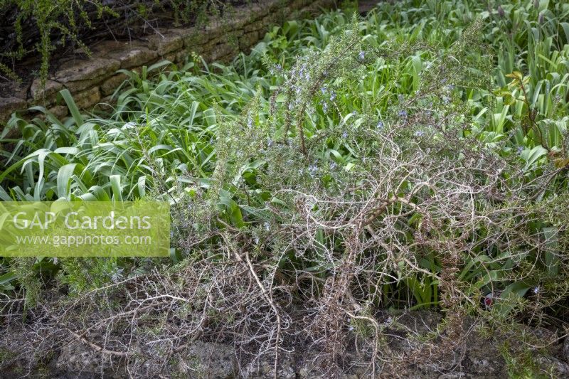 Rosemary that has died back because of a cold and damp winter. Salvia rosmarinus syn. Rosmarinus officinalis