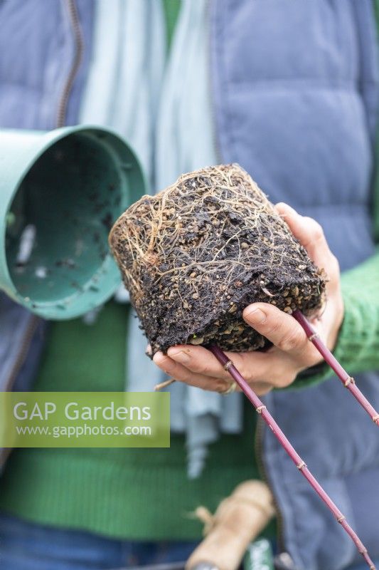 Woman removing Dahlia cuttings from their pot, exposing the roots