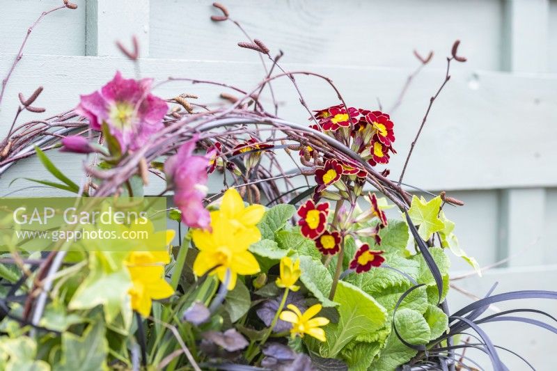 Metal container planted with Helleborus, Narcissus, Ivy, Ranunculus, Black mondo grass and Primulas hanging on fence