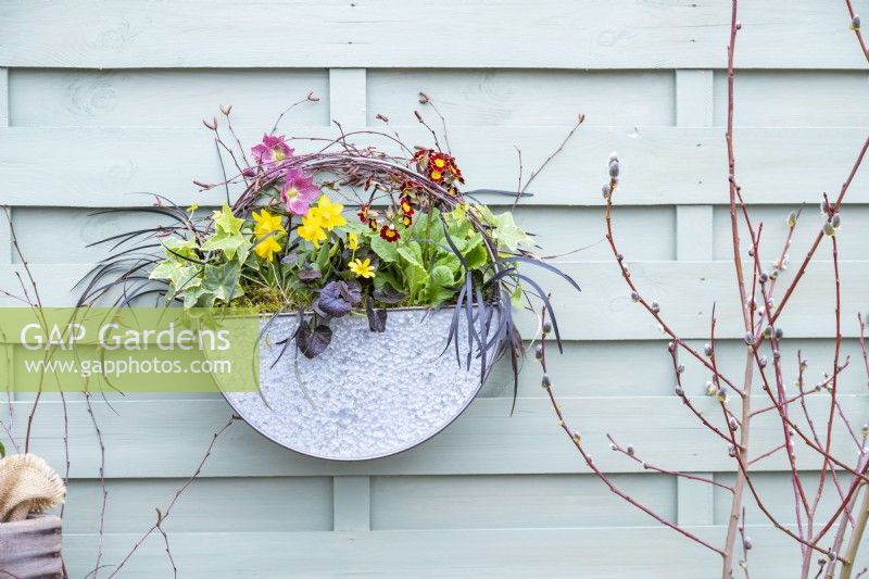 Metal container planted with Helleborus, Narcissus, Ivy, Ranunculus, Black mondo grass and Primulas hanging on fence
