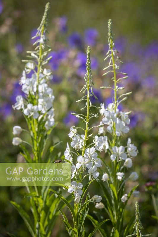 Epilobium angustifolium 'Album' syn. Chamerion angustifolium 'Album', Epilobium angustifolium alba - White rosebay willowherb