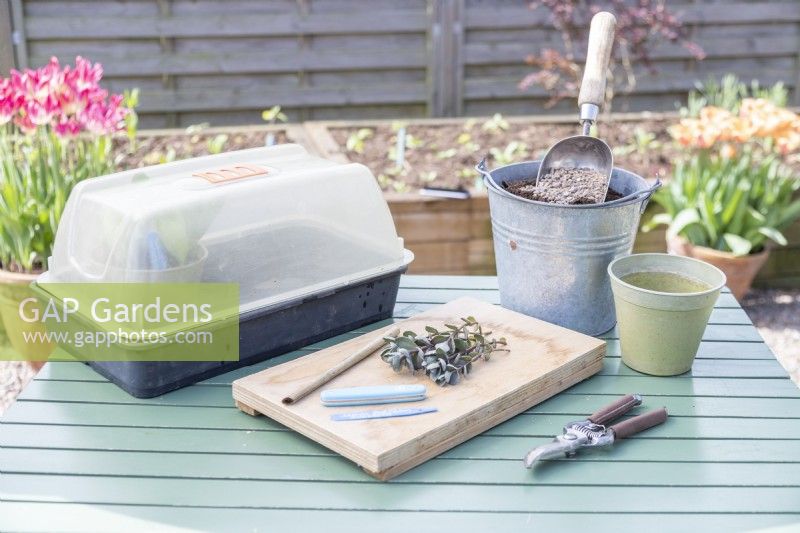 Sedum 'Bertram Anderson' cuttings, bamboo stick, label, knife, secateurs, pot, grit, compost and propagator laid out on table