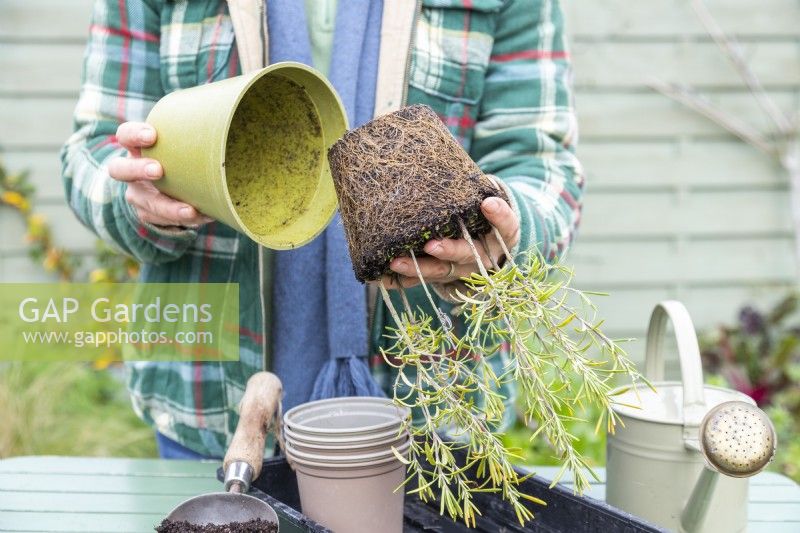 Woman removing Rosemary cuttings from pot - exposing the roots