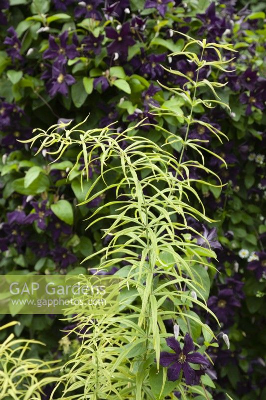 Polygonatum verticillatum 'Giant One' with Clematis 'Romantika' - June