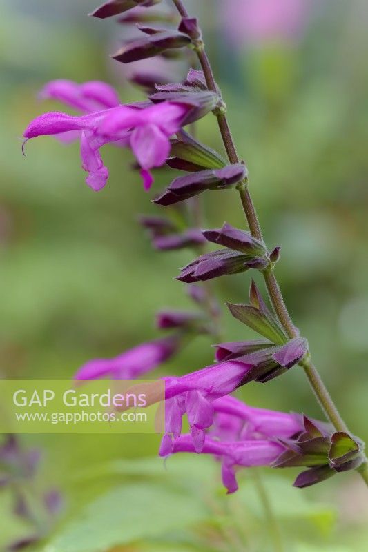 Salvia Pink Amistad