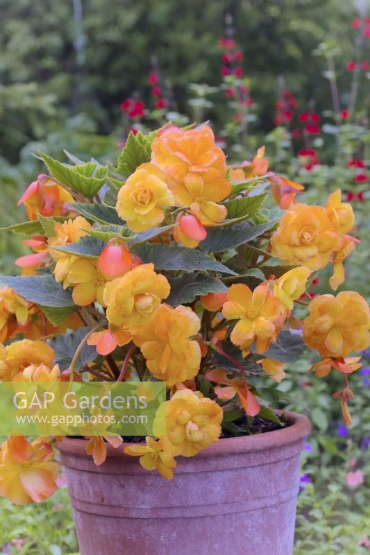 Begonia Illumination Apricot Shades - a single plug  planted in a terracotta clay pot