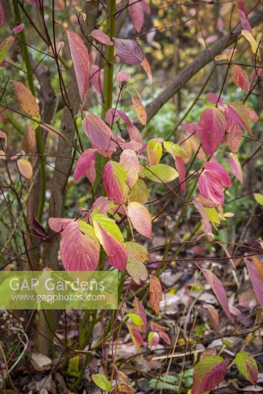 Cornus stolonifera 'Hedgerow Gold' syn. Cornus sericea 'Hedgerows Gold' AGM - Red osier dogwood - in autumn colour