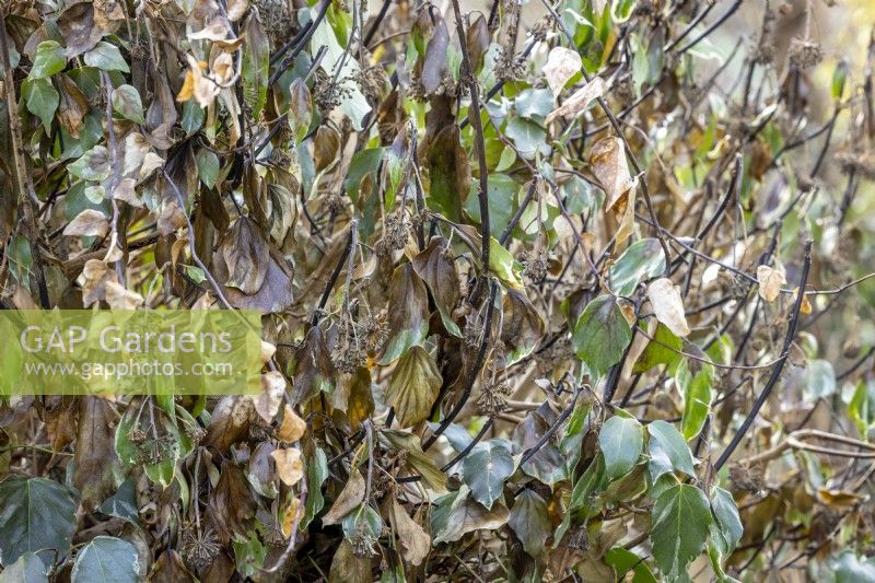 Frost damaged ivy - Hedera algeriensis 'Gloire de Marengo'
