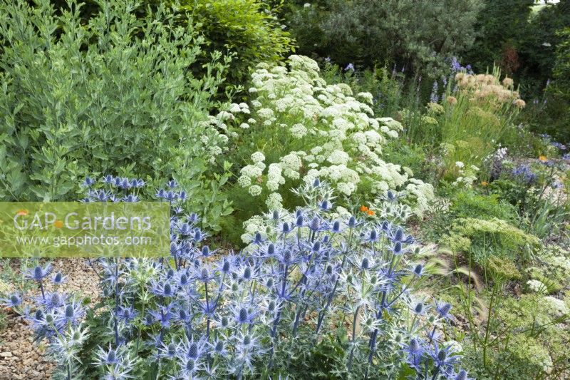 Eryngium zabelii and Ligusticum lucidum in the New Gravel Garden