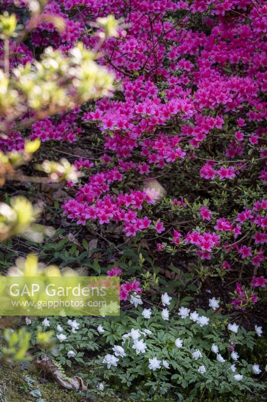 Pink Azalea growing alongside path in woodland garden, Wood Anemones growing beneath