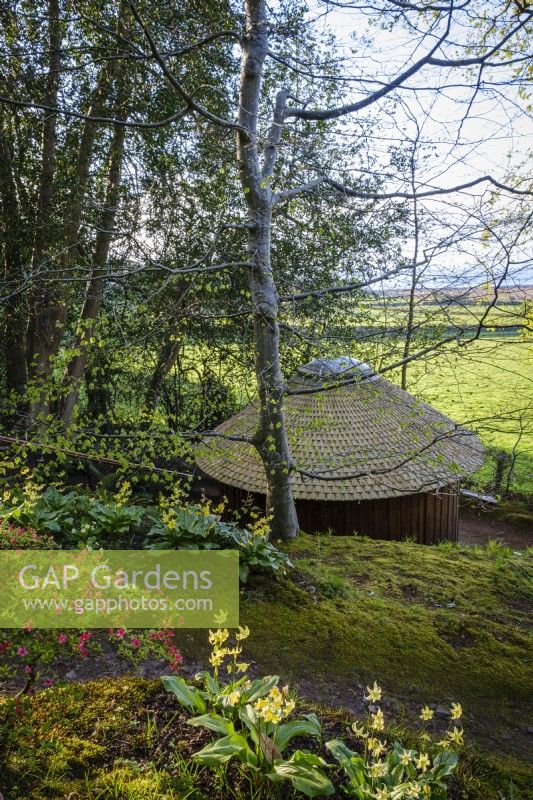 View across Erythroniums and Azaleas towards the wooden chapel at Greencombe Gardens in Devon