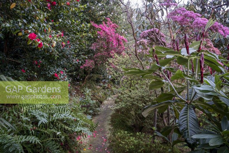 Azaleas, Camelias and Rhododendron magnificum edge a woodland garden path