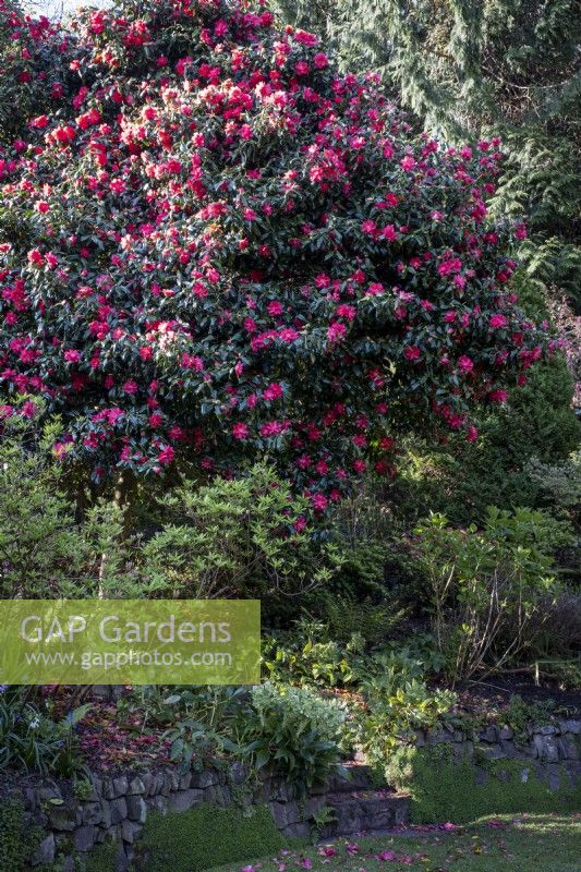 Camellia japonica 'Lady Vansittart Red' above path leading in to woodland garden