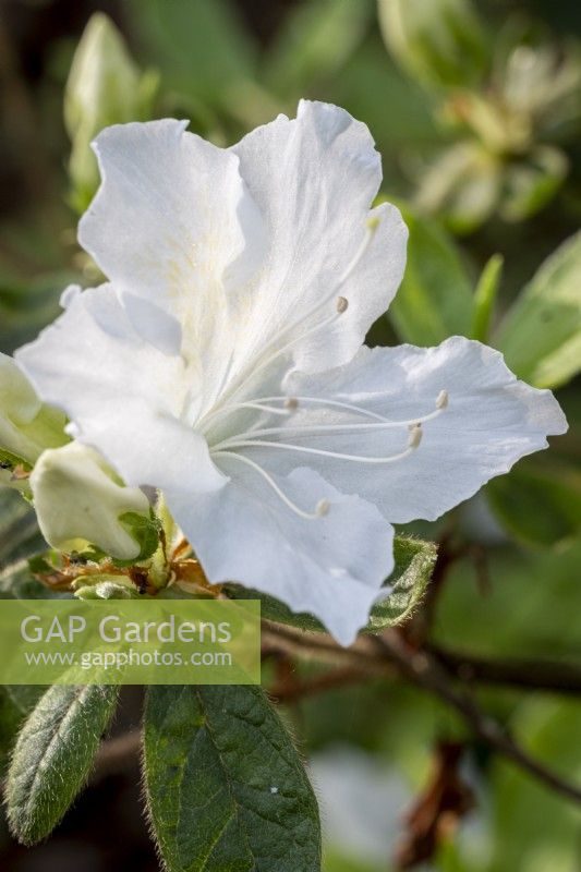 White Azalea blossom