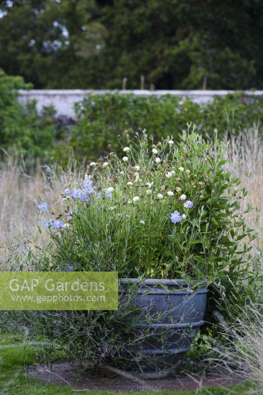 Container in the walled garden at Parham House in September planted with Gomphrena decumbens and scabious