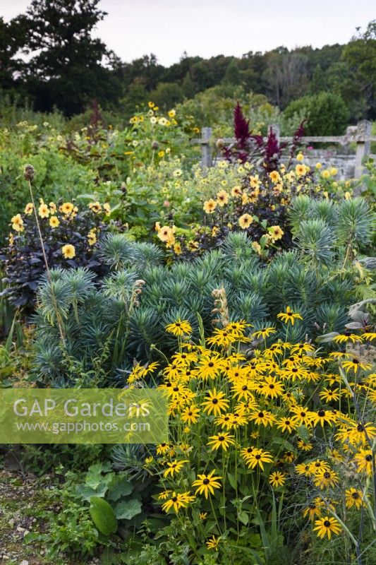 Border of herbaceous perennials in the walled garden at Parham House in September including rudbeckias, euphorbias and dahlias