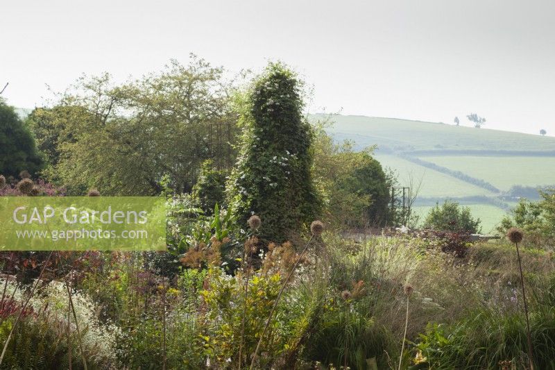 Mixed border with clematis towers and country view beyond. Clematis 'Huldene' and Allium 'Summer Drummer'