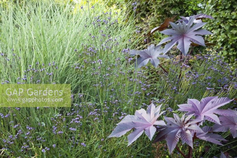 Ricinus communis 'New Zealand Black' with Verbena macdougallii 'Lavender Spires' and Miscanthus sinensis 'Morning Light'