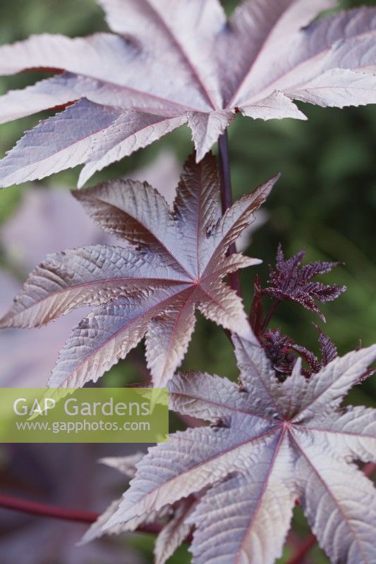 Ricinus communis 'New Zealand Black' - October