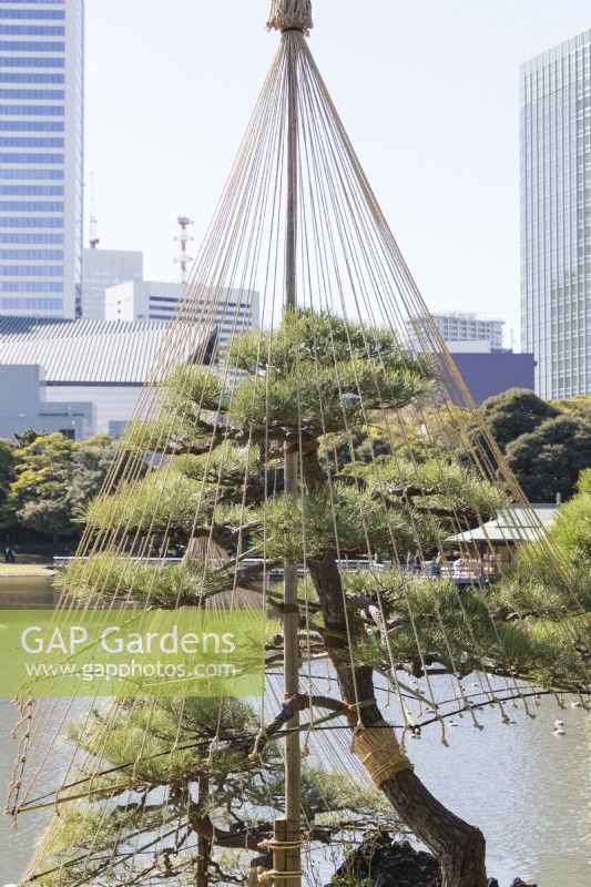 Japanese pine tree with rope cone in place called Yukitsuri as protection against snow. background of city buildings.