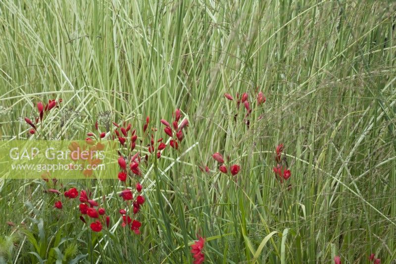 Hesperantha coccinea 'Major' and Schoenoplectus lacustris subsp. tabernaemontani 'Albescens' by the pond.