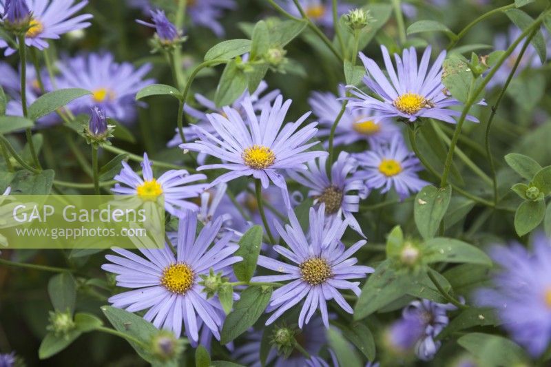 Aster frikartii 'Monch' - September