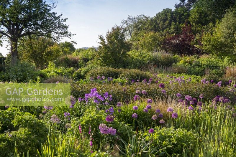 View over the gravel garden - planting of ornamental grasses and alliums