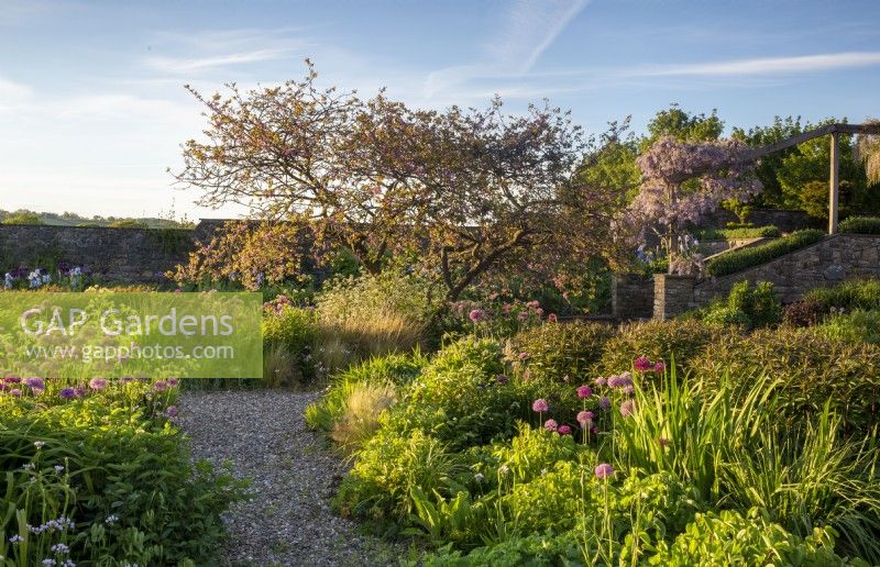 Gravel garden with alliums growing in borders - Wisteria over an arbour - gravel path 
