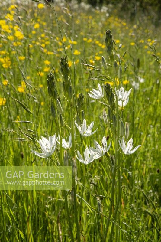 Camassia leichtlinii and buttercups in a meadow garden 