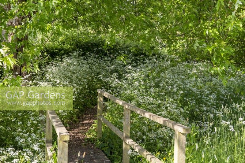 Small wooden footbridge over stream with path surrounded by Anthriscus sylvestris - cow parsley 