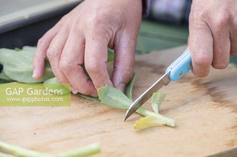 Woman cutting the bottom off of the Sedum 'Herbstfreude' cuttings