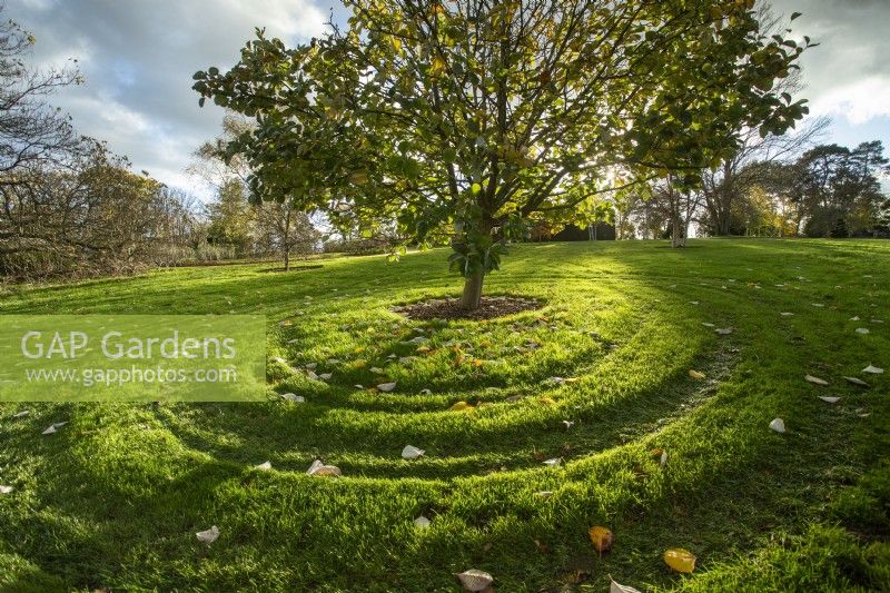 Late summer Tree with grass cutting heights